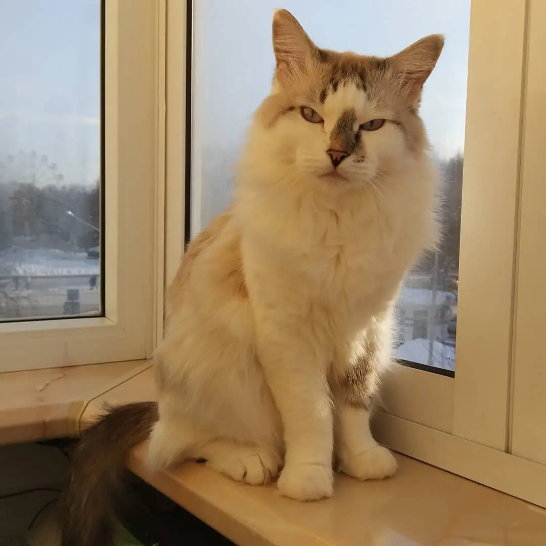 Фото породы Невская маскарадная кошка